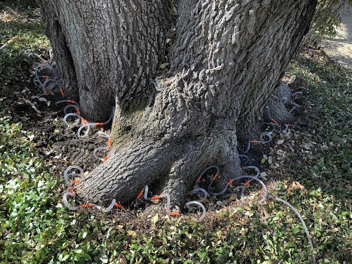 Detailed Tree Cabling and Bracing job site in Plaquemine