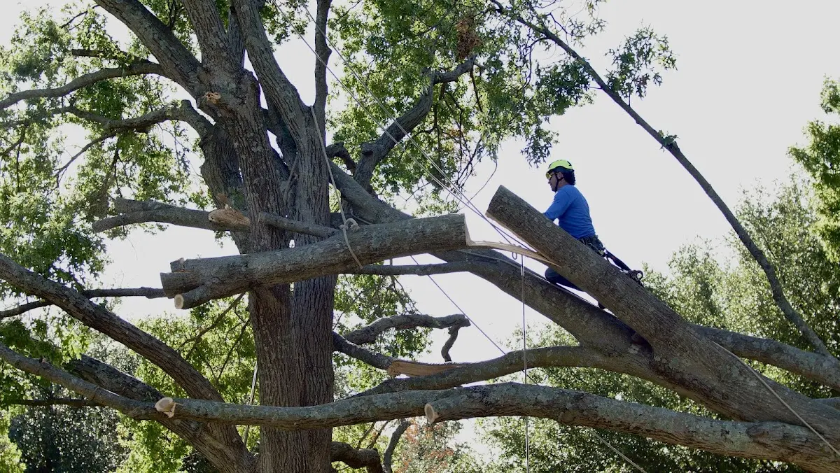 Professional Crown Thinning performed by certified arborists in Plaquemine