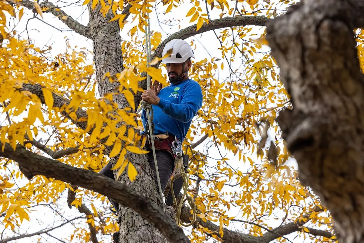Skilled Tree Trimming crew working in Plaquemine