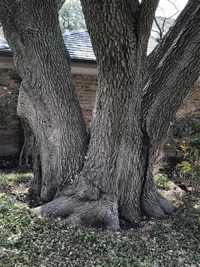 Mature heritage tree close to a Plaquemine property cared for by certified arborists